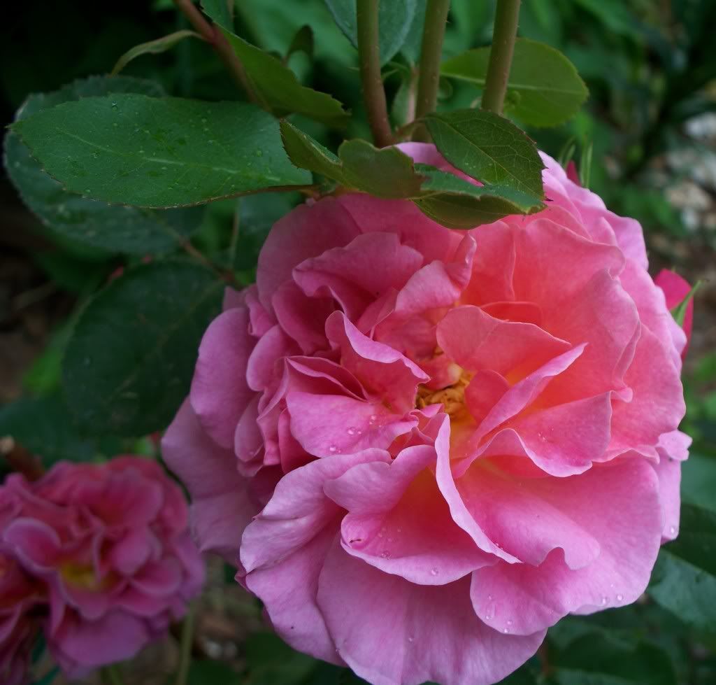 Lillian Austian rose